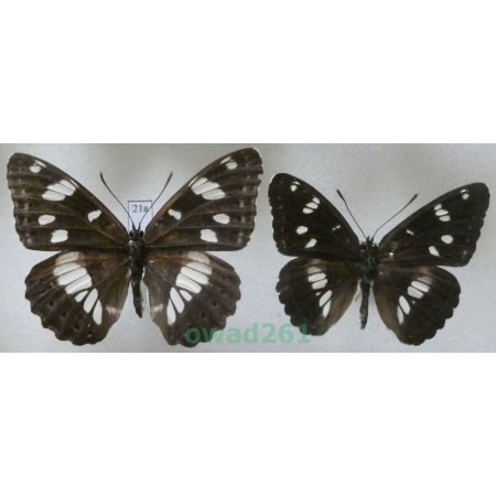 Limenitis reducta Staudinger, 1901 pair Croatia21a